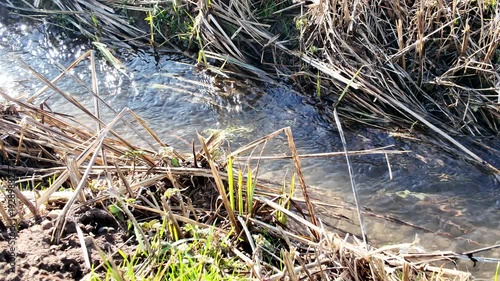 Bright sunlight reflects off the surface of a fast-flowing small stream with dry vegetation on its banks.
