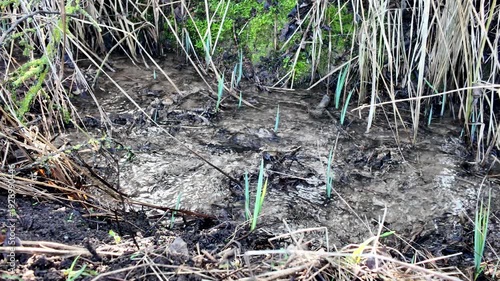 Clear water flows through a muddy channel where new green plants are sprouting through dry grass.