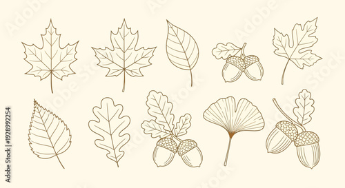 Detailed line art illustration of various autumn leaves and acorns, showcasing different tree species in a vintage outline style.