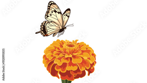Colorful vector illustration of a butterfly with spotted wings flying towards a vibrant orange marigold flower on white background.