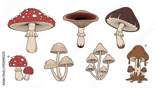 Diverse collection of colorful mushrooms including red amanitas and brown forest fungi in a hand drawn style.