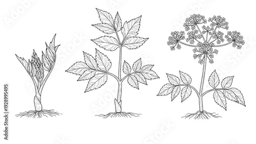 Botanical sketches illustrating the different growth stages of an angelica plant from a sprout to a flowering umbel.