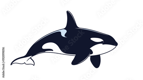 Powerful killer whale or orca jumping out of water illustrated in black and white colors for marine life themes.