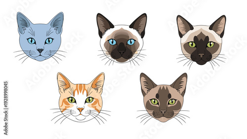 Collection of various cat breed faces including siamese and ginger cats with detailed markings for pet enthusiasts.