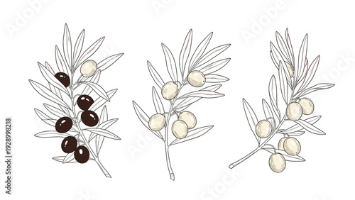 Three olive branches with multiple olives in black and cream colors shown in a detailed hand drawn botanical illustration style.