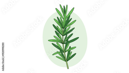 Single sprig of rosemary with many small needle like leaves against a soft green oval shape on a white background.