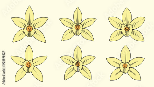 Set of six yellow vanilla orchid flowers illustrated with fine black outlines on a light cream background.