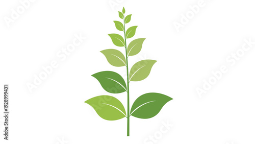 Vertical illustration of a green plant stem with pairs of leaves increasing in size towards the base for educational purposes.