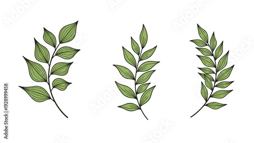 Set of three hand-drawn green leaf branches with detailed veins in a row for botanical branding and logo design projects.
