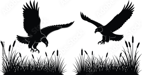 Two eagles landing silhouette, over marsh reeds, black vector illustration wildlife hunting scene flavector design