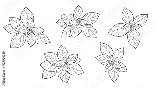 Collection of five detailed basil leaf sprig illustrations in black and white line art for culinary or garden themed designs.