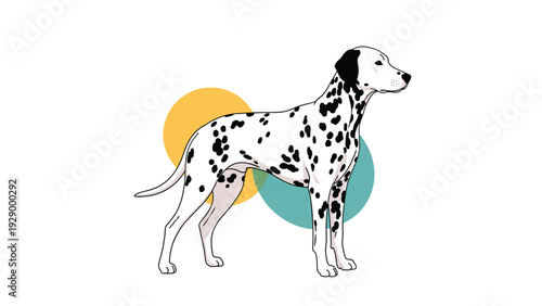 Beautiful illustration of a dalmatian dog standing in profile with yellow and teal abstract circles in the white background.