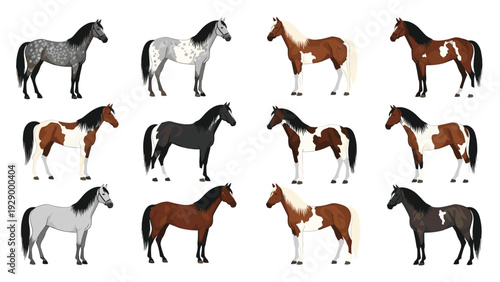 Collection of twelve color illustrations showing various horse breeds with different coat colors and patterns in profile view.