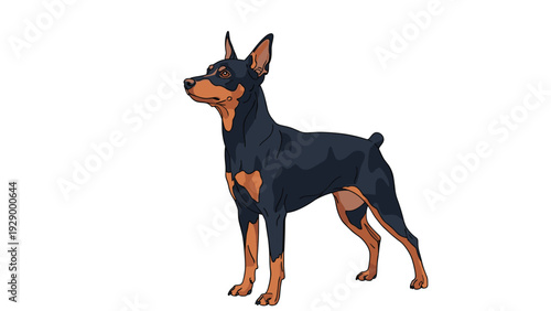 Realistic illustration of a miniature pinscher dog standing alert in profile showing its black and tan coat on white background.