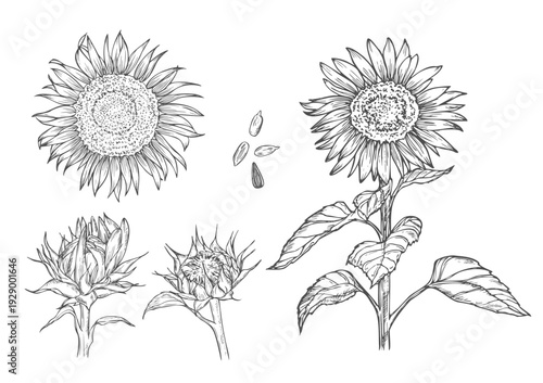 Sunflower sketch, realistic hand drawing, vector illustration, engraving style