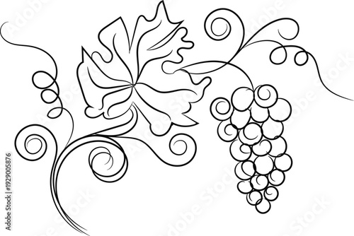 Bunch of grapes vector illustration with vine leaves and ripe berries