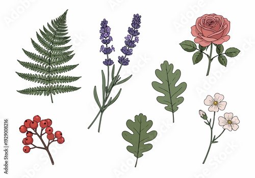 A collection of botanical illustrations featuring flowers and foliage in a studio setting from a frontal viewpoint