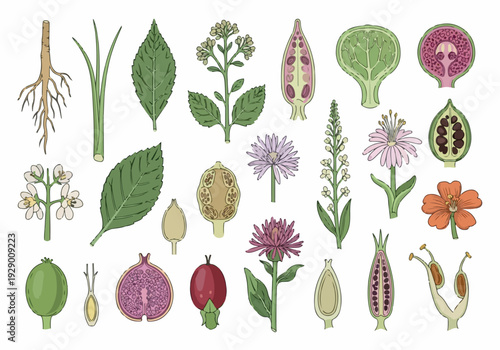 Detailed illustrations of various plant parts and flowers displayed together in a collection