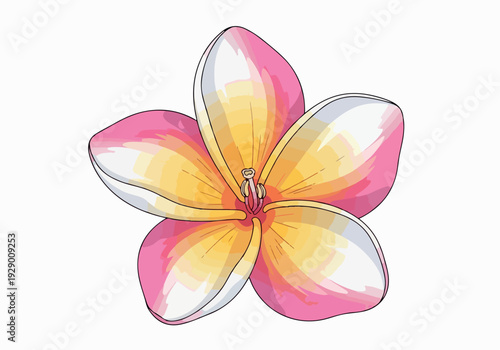A vibrant illustration of a five-petaled plumeria flower with pink and yellow hues displayed prominently in the center