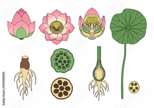 Detailed botanical illustration of a lotus flower showcasing its various parts including petals, roots, and seeds from different viewpoints