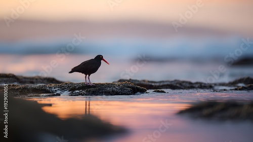 Serene sunrise captures a black oystercatcher on rocky coast tranquil wildlife moment
