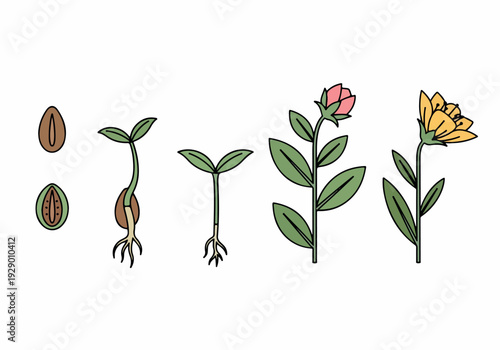 Illustration depicting the stages of a plant's life cycle from seed to bloom with flower, leaves, and roots