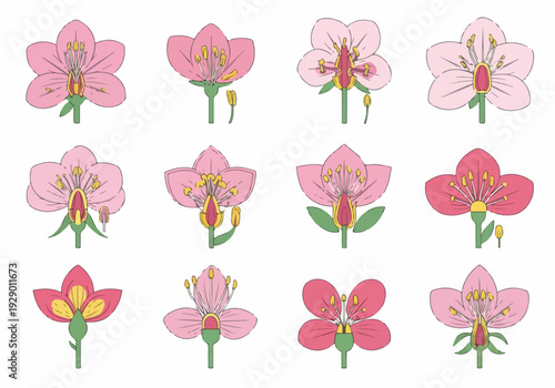 A collection of various flowers illustrated in different shades of pink on a clean white space