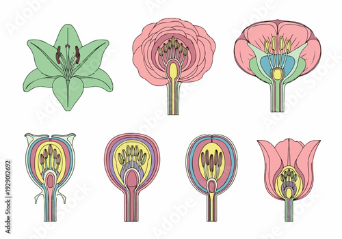 Detailed Illustrations of Various Flower Structures and their Internal Anatomy from Different Viewpoints