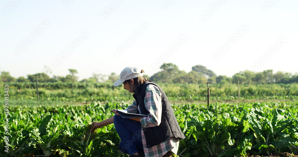 Fototapeta premium Farmer, crops or inspection with tablet on field for vegetable health, quality control or reporting. Mockup space, woman and digital checklist on farm for organic production, plant growth and ecology