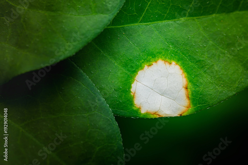 Fotografia Leaf showing plant disease and fungal infection
