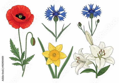 A collection of vibrant flowers including poppy, cornflower, daffodil, and lily arranged together in a visually appealing illustration