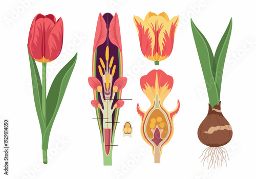 Detailed illustration of tulip flower anatomy and growth stages from bulb to bloom