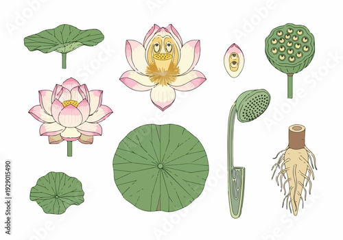 Botanical illustration of a lotus flower showing its intricate details, including petals, leaves, seed pod, and roots