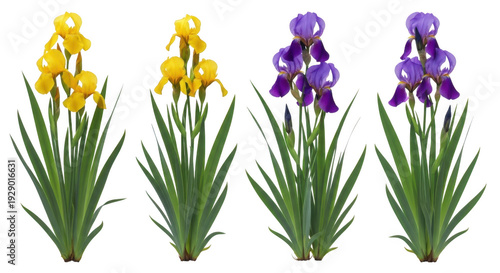 Vibrant purple and yellow irises with lush green leaves isolated on transparent background