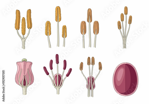 Botany illustration depicting various parts of a flower's reproductive system including stamens, pistils, and ovules for educational purposes