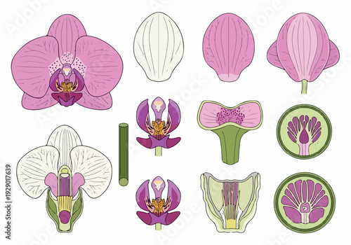 Detailed illustration of orchid flower anatomy showing different parts and cross-sections of a blooming orchid