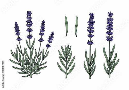 A detailed illustration of lavender sprigs and leaves, showcasing the delicate beauty of the herb in a botanical art style