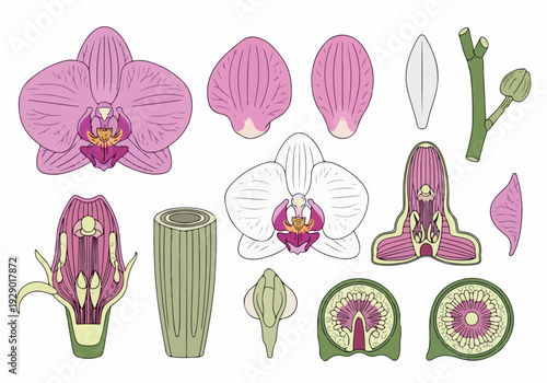 Detailed botanical illustration of an orchid flower, showcasing its intricate structure and various components in a clear diagrammatic representation