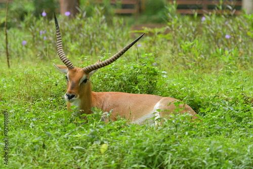 Photography A Lechwe is lying on a grass field at a zoo