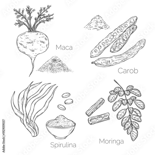 Collection of superfood: Maca root, carob, spirulina and moringa. Vector hand drawn illustration
