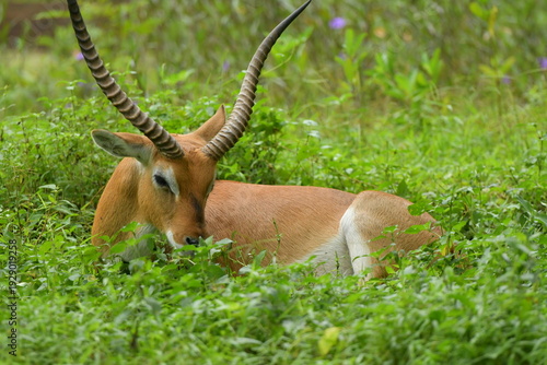 Canvas Print A Lechwe is lying on a grass field at a zoo