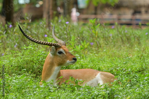 Photography A Lechwe is lying on a grass field at a zoo