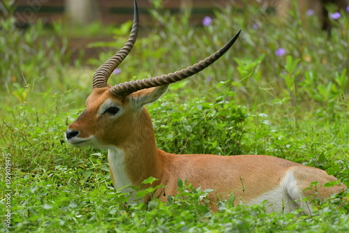 Canvas Print A Lechwe is lying on a grass field at a zoo