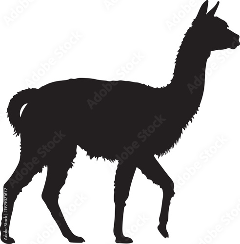 Black Alpaca in silhouette.