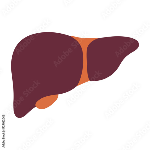 Simple Liver Icon Illustration