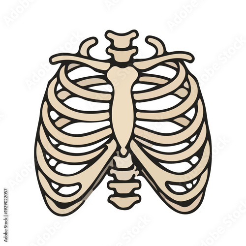 Rib Cage Illustration