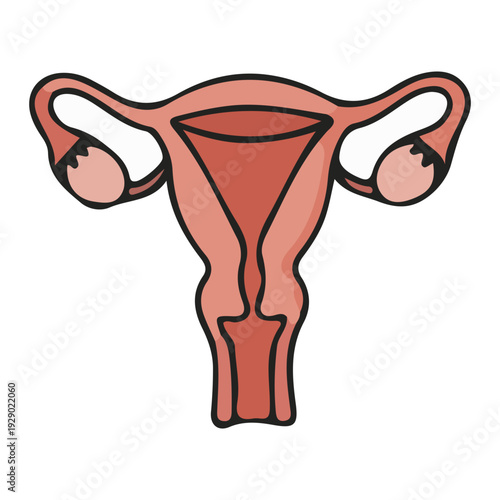 Uterus Anatomy Illustration