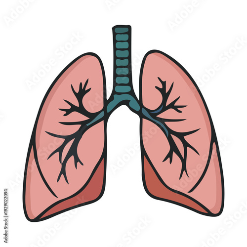 Human Lungs Illustration