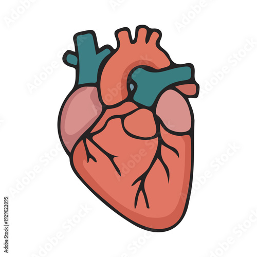 Cartoon Human Heart Icon
