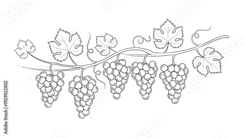 Grapes hanging from vine branch.